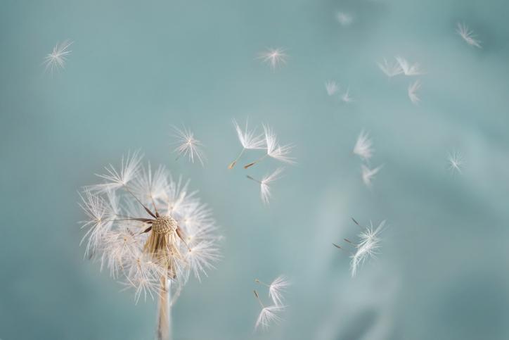 allergies pollen cerballiance
