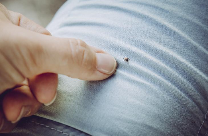 maladie de lyme cerballiance